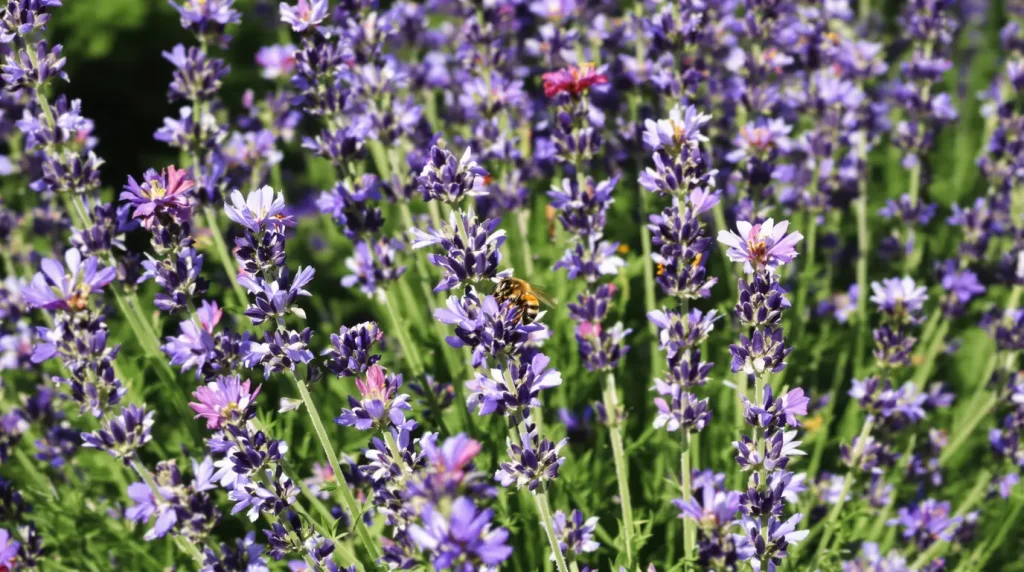 Abeilles au jardin : ces couleurs de fleurs négligées valent mieux pour vos récoltes que vos variétés les plus spectaculaires