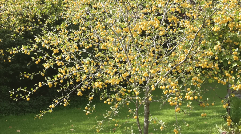 Ce petit pommier à fleurs pleureur transforme votre jardin en havre pour oiseaux si vous le plantez dès cet automne