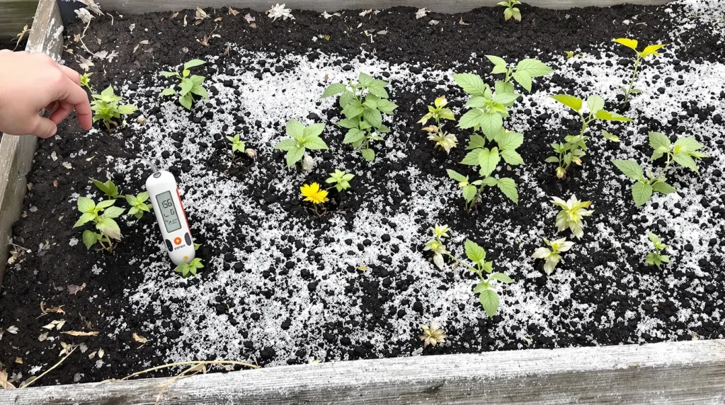 Ces semis que tout le monde rate en avril ont un point commun et ça crève les yeux