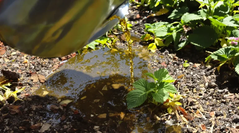 Fraisiers : arrosez-les avec cet ingrédient de cuisine au printemps et vos fruits seront nettement plus gros