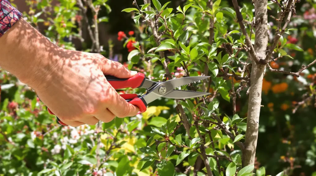 Jardin : ces 3 plantes à tailler en avril et mai à ne vraiment pas oublier pour des floraisons spectaculaires