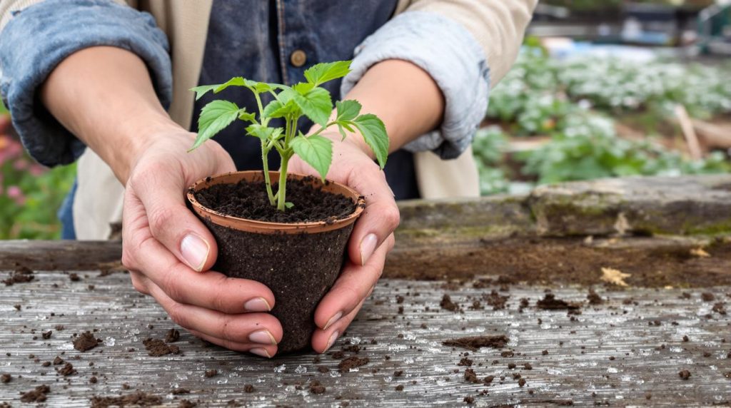 Les jardiniers expérimentés ne plantent jamais leurs tomates avant cette date : découvrez pourquoi
