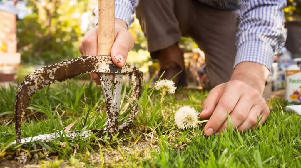 Pelouse, désherbage, rosiers… Vos dix questions de jardinage au printemps, répondues par notre spécialiste