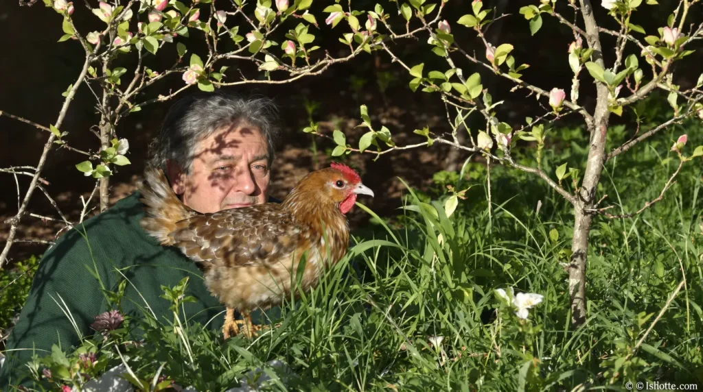Son idée de génie de lâcher ses poules sous les fruitiers devient un cauchemar, car il ignore cette règle stricte