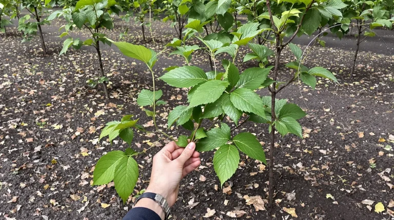 Ce que font les jardiniers malins avec un simple cintre en métal sauve leurs framboisiers sans dépenser un centime