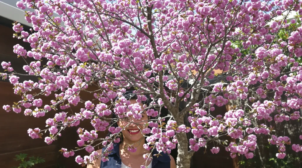 Cet arbre aux fleurs mauves pousse à une vitesse fulgurante, à planter au printemps