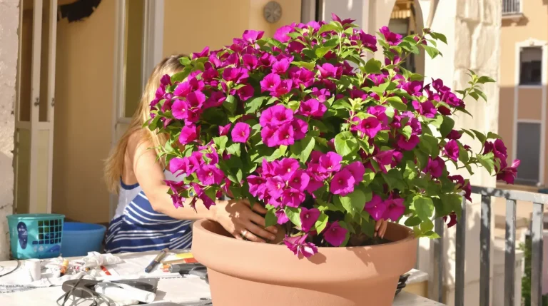 Conseils en jardinage : connaissez-vous ces deux plantes qui tolèrent bien la sécheresse ?