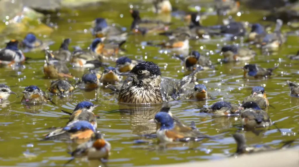 Il pose une pièce de 5 centimes dans son jardin et les mésanges arrivent par dizaines