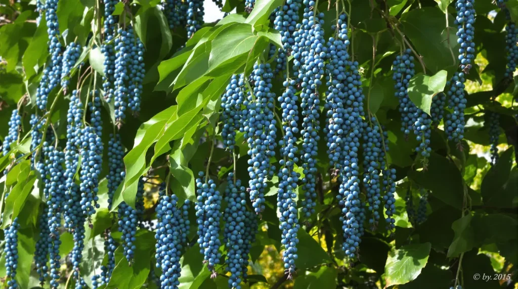La plante de la semaine : cet arbuste produit des « saucisses » bleues comestibles, et il pousse très bien en France
