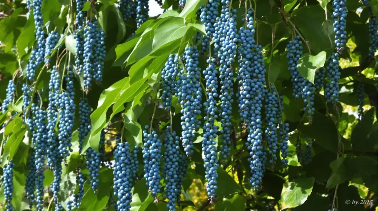 La plante de la semaine : cet arbuste produit des « saucisses » bleues comestibles, et il pousse très bien en France