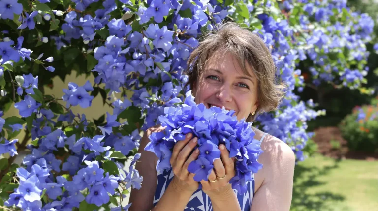 Les céanothes, ces arbustes aux fleurs d&rsquo;un bleu inimitable