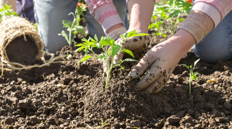 Les maraîchers plantent leurs tomates ainsi et ceux qui ne le font pas le regrettent tout l&rsquo;été