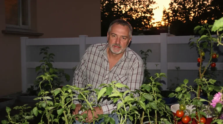 Tomates : ce que calculent les maraîchers pour planter leurs tomates à la date idéale